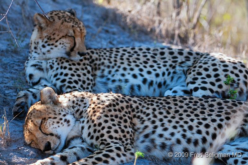20090618_102047 D300 X1.jpg - Cheetah at Selinda Spillway (Hunda Island) Botswana